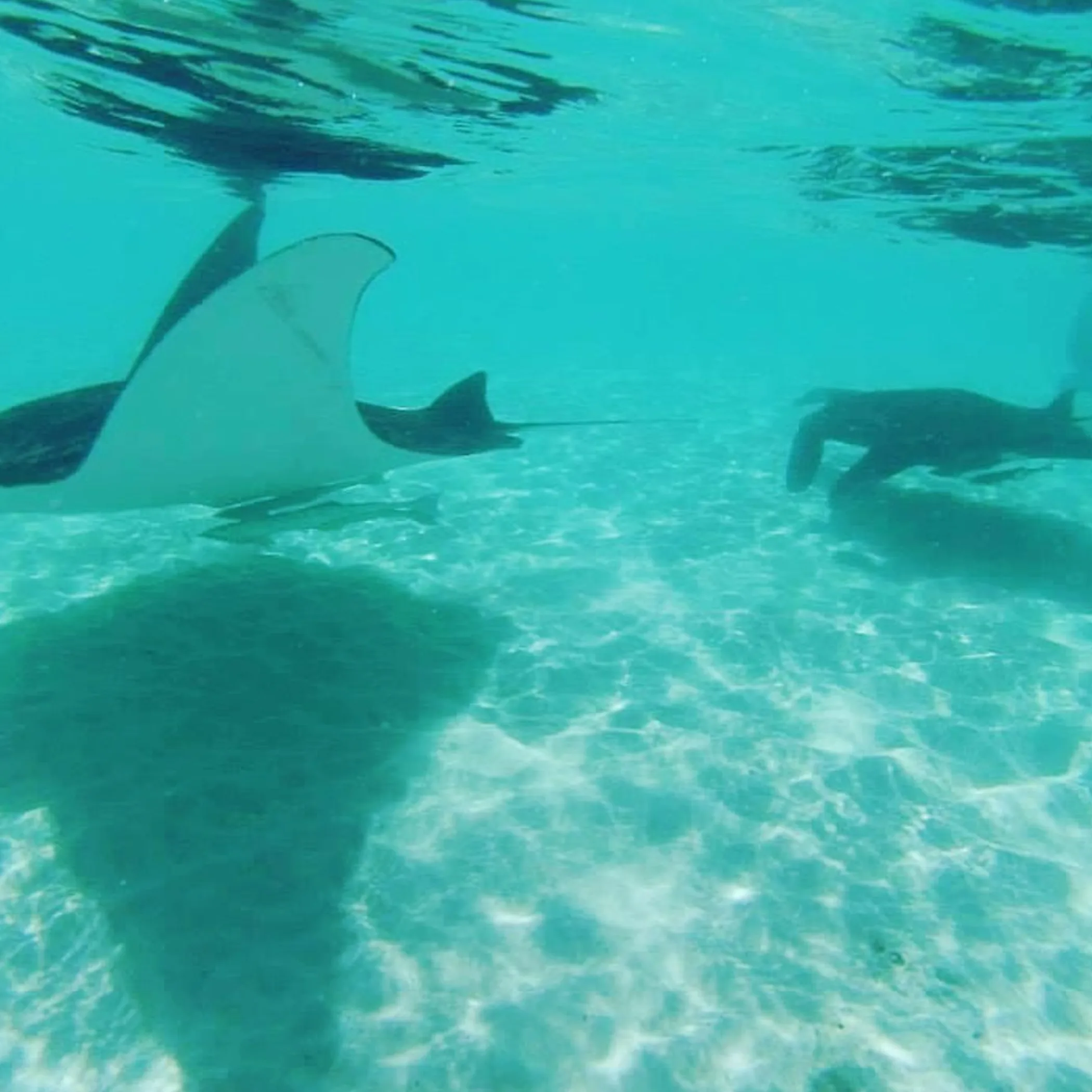 close up reef safe sunscreen application