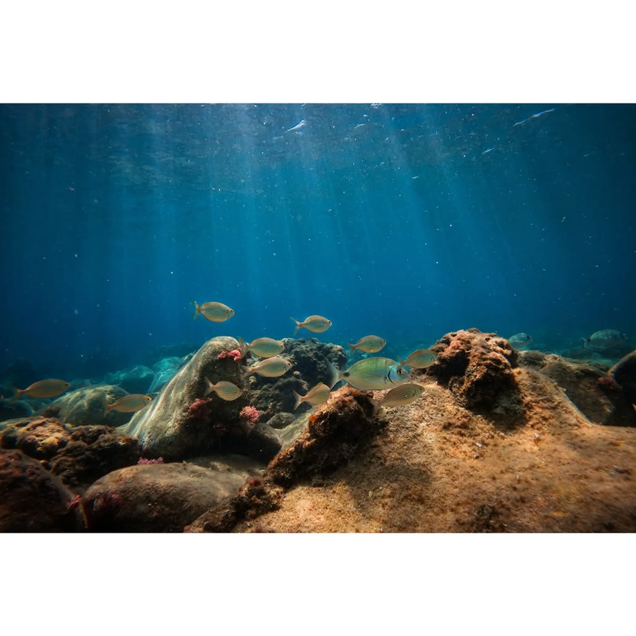 coral bay shallow water snorkeling beginners