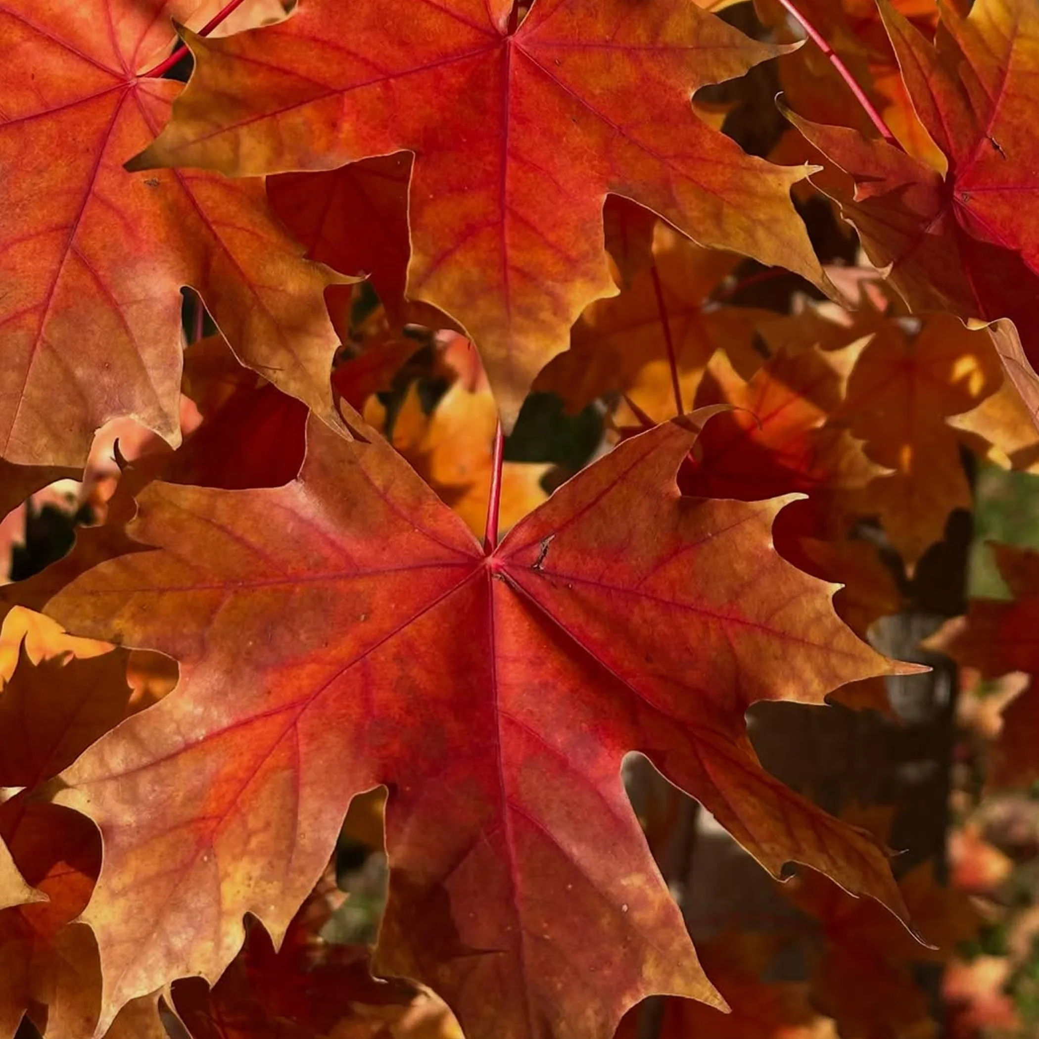 melbourne autumn scene
