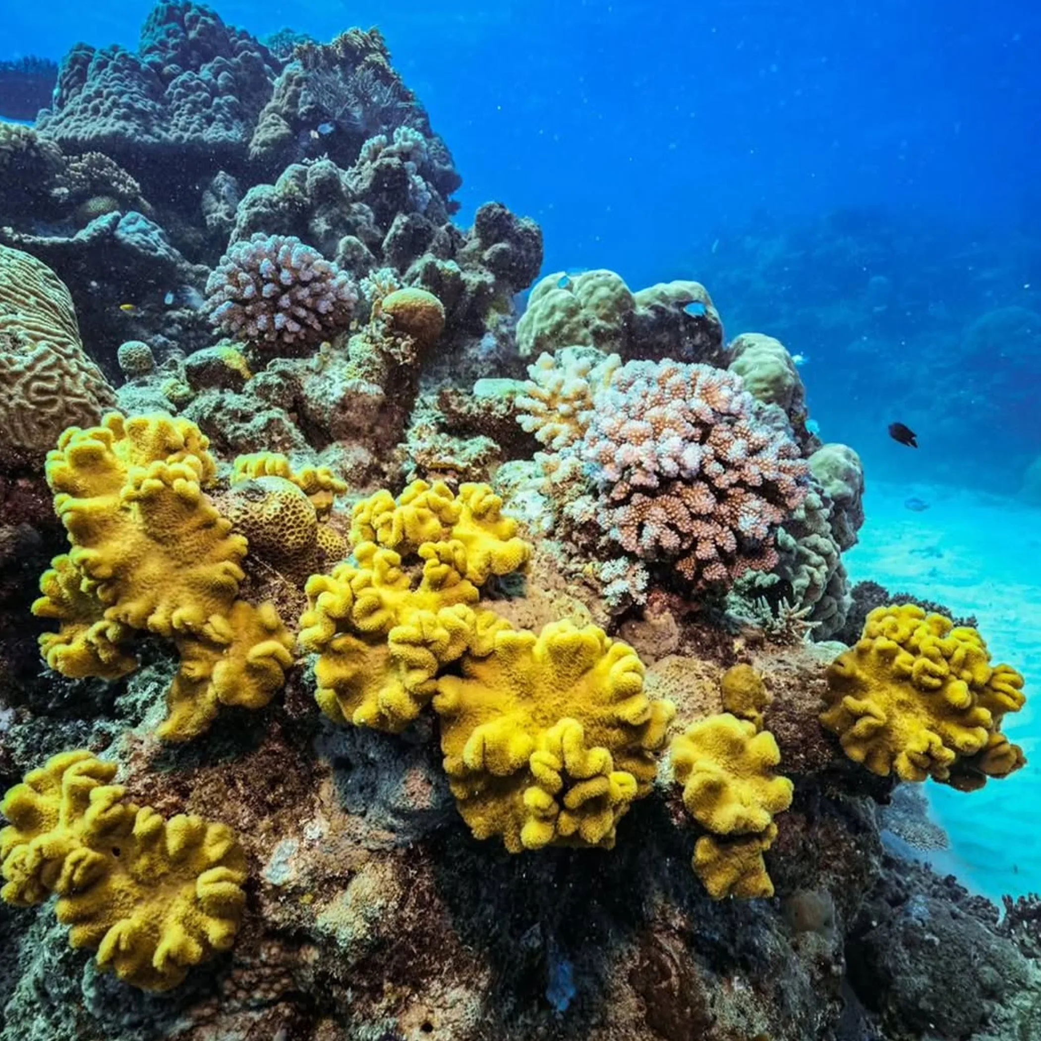 sharp coral reef with marine life