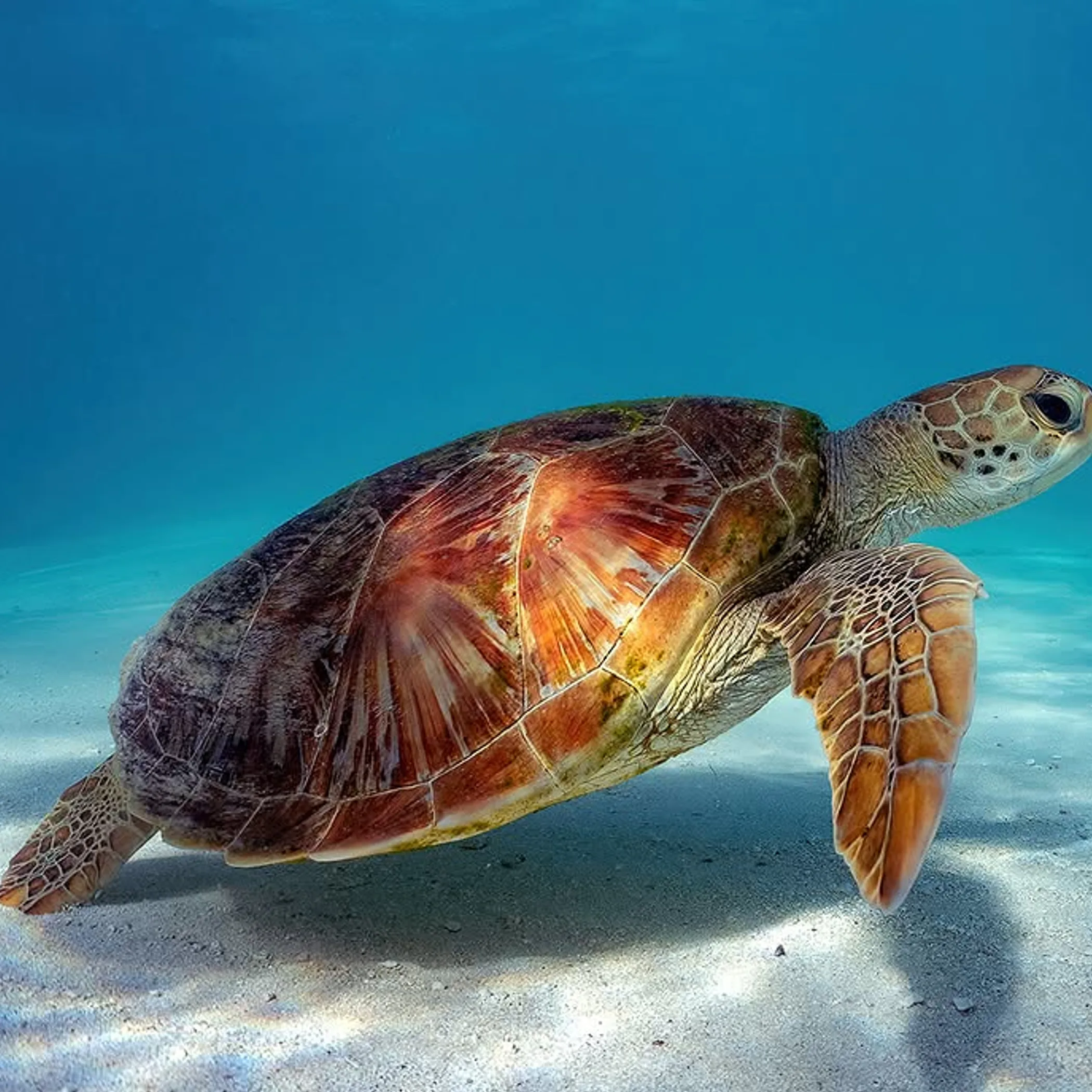 marine life of the great barrier reef
