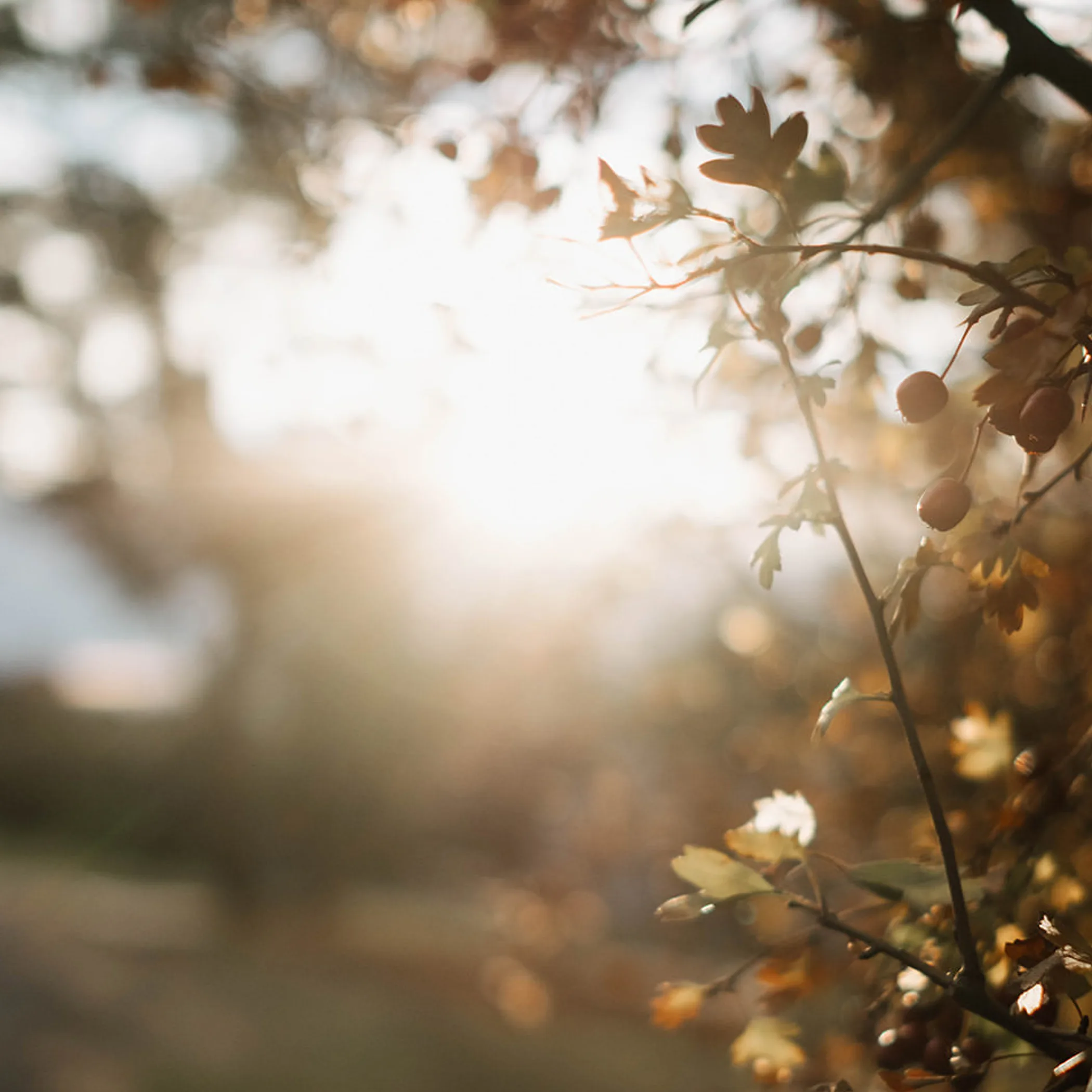 australian bush in winter light