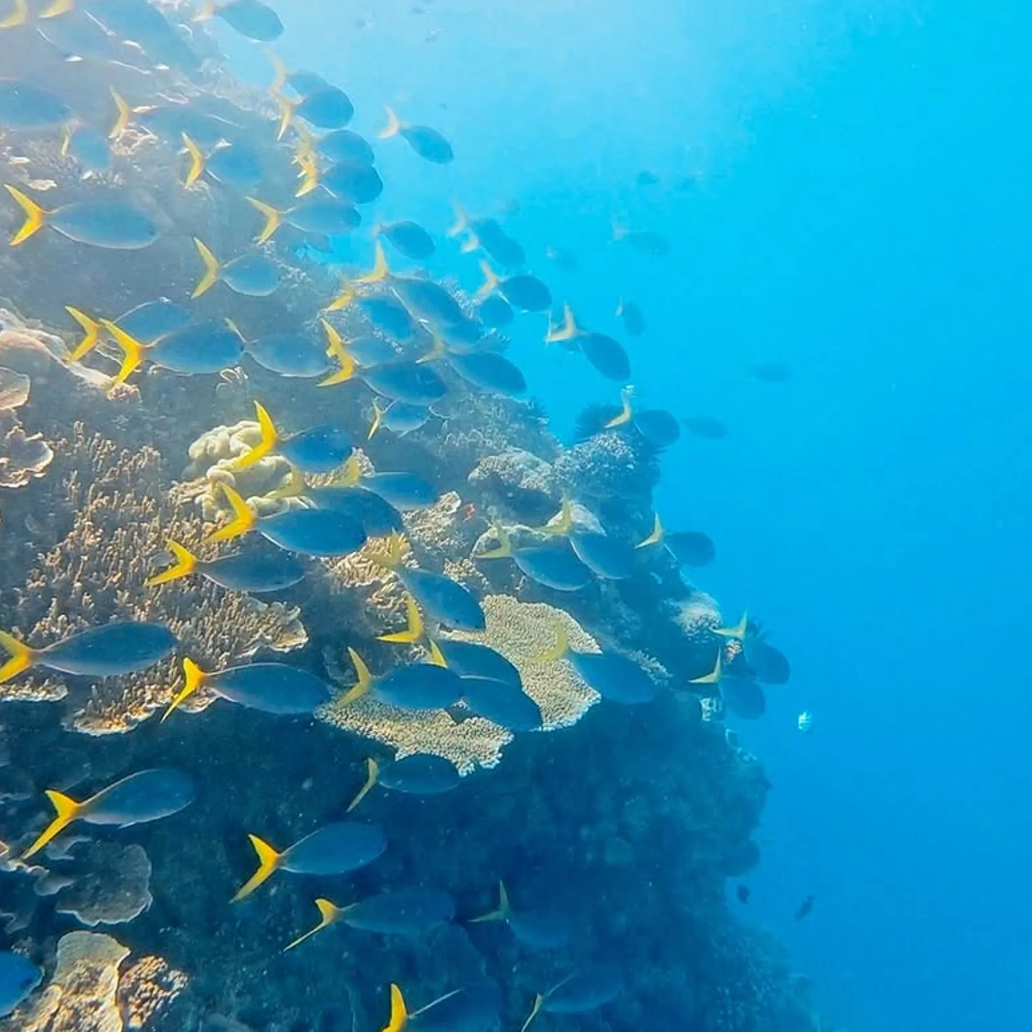 coral and marine life on reef