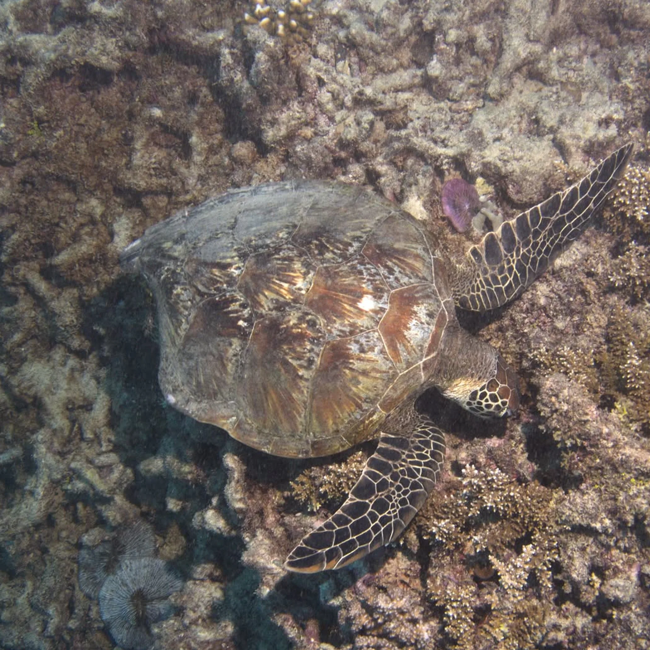 underwater reef photograph