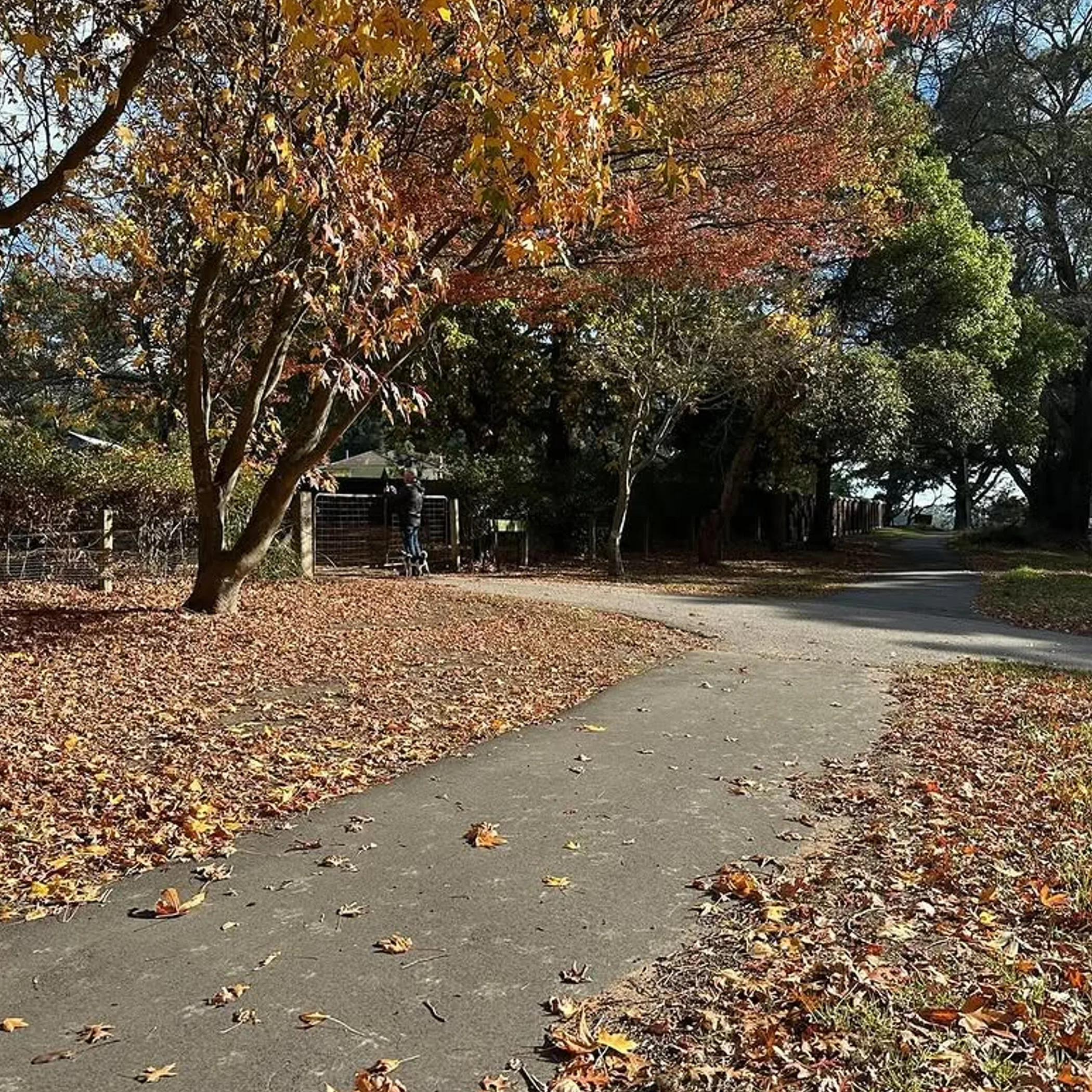clear autumn scene